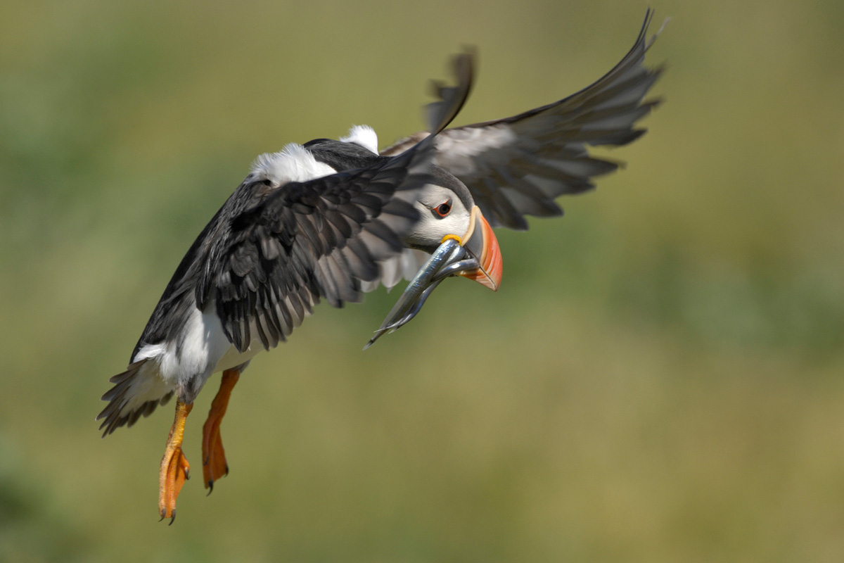 Atlantic Puffin