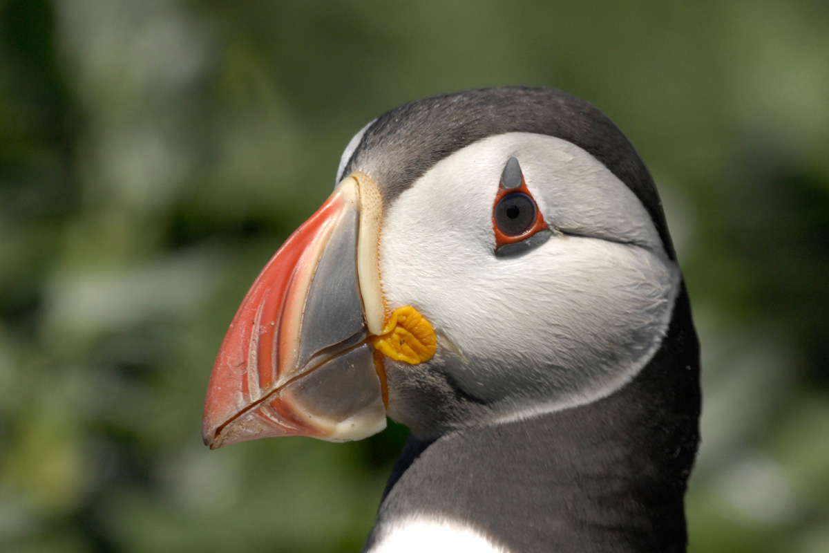 Atlantic Puffin