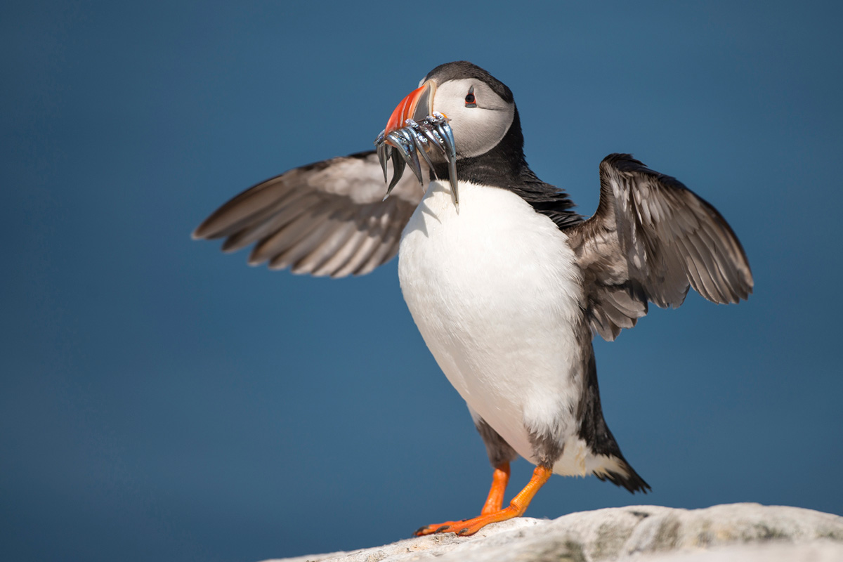 Atlantic Puffin