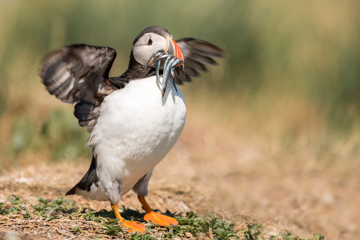 Atlantic Puffin