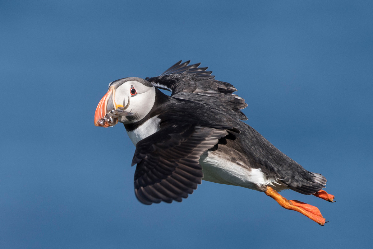 Atlantic Puffin