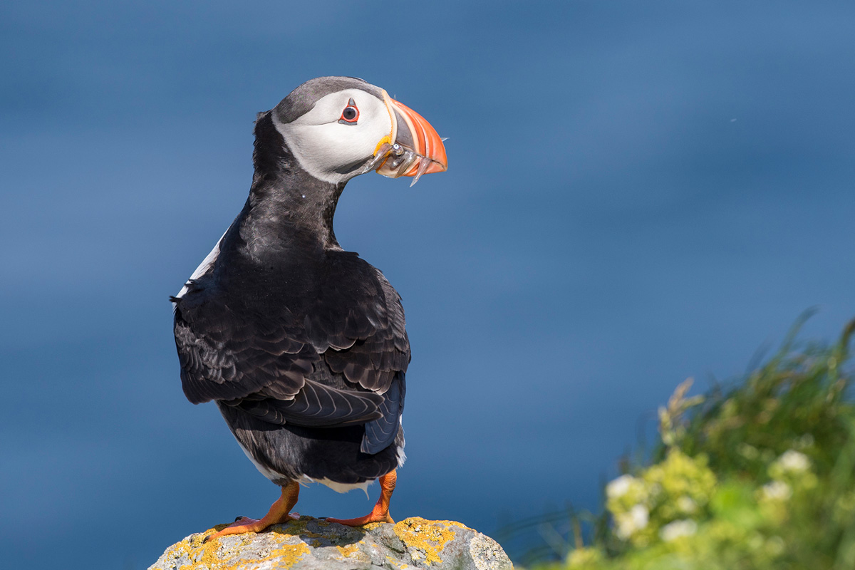 Atlantic Puffin