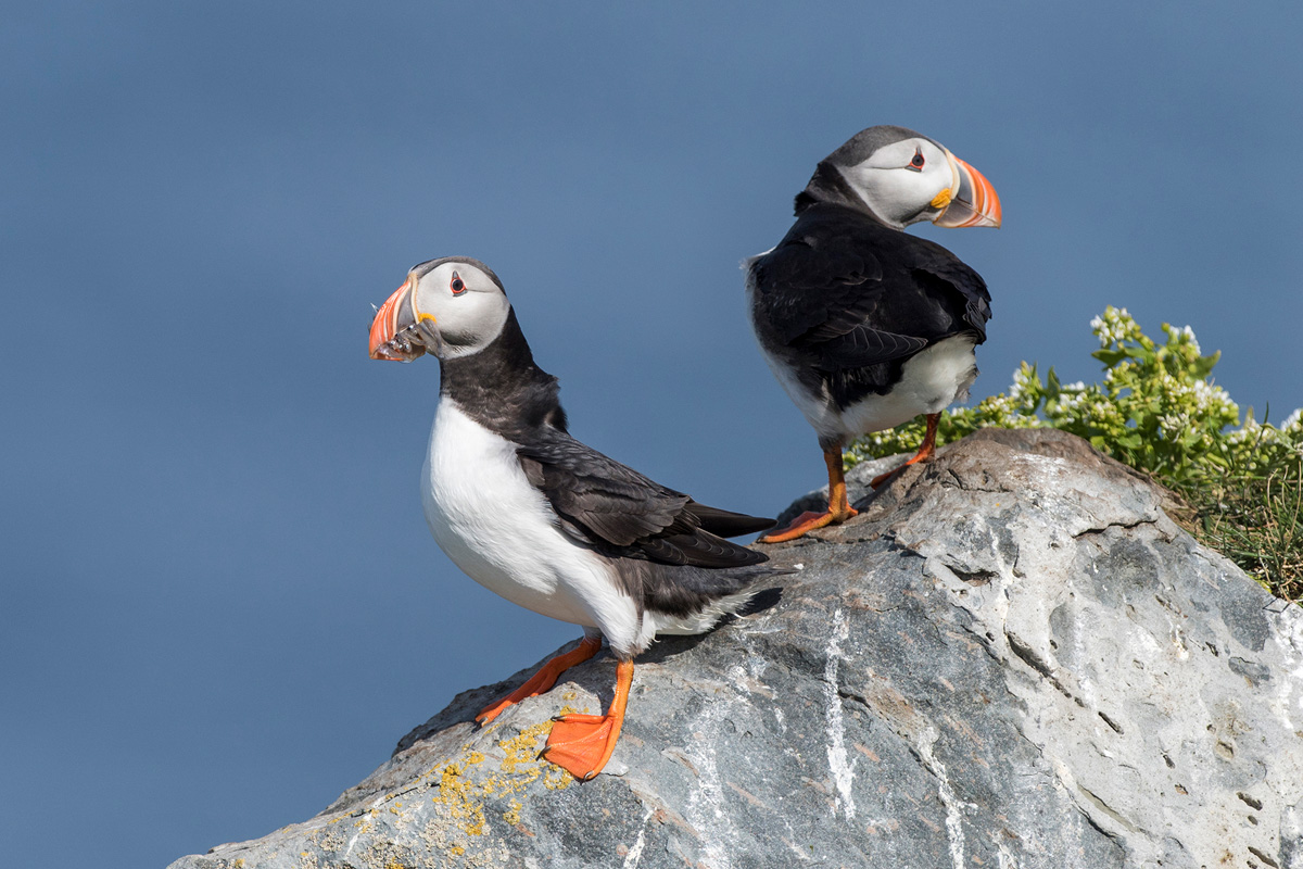 Atlantic Puffin
