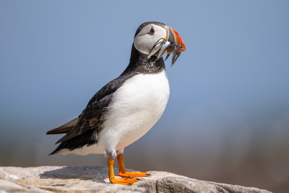 Atlantic Puffin