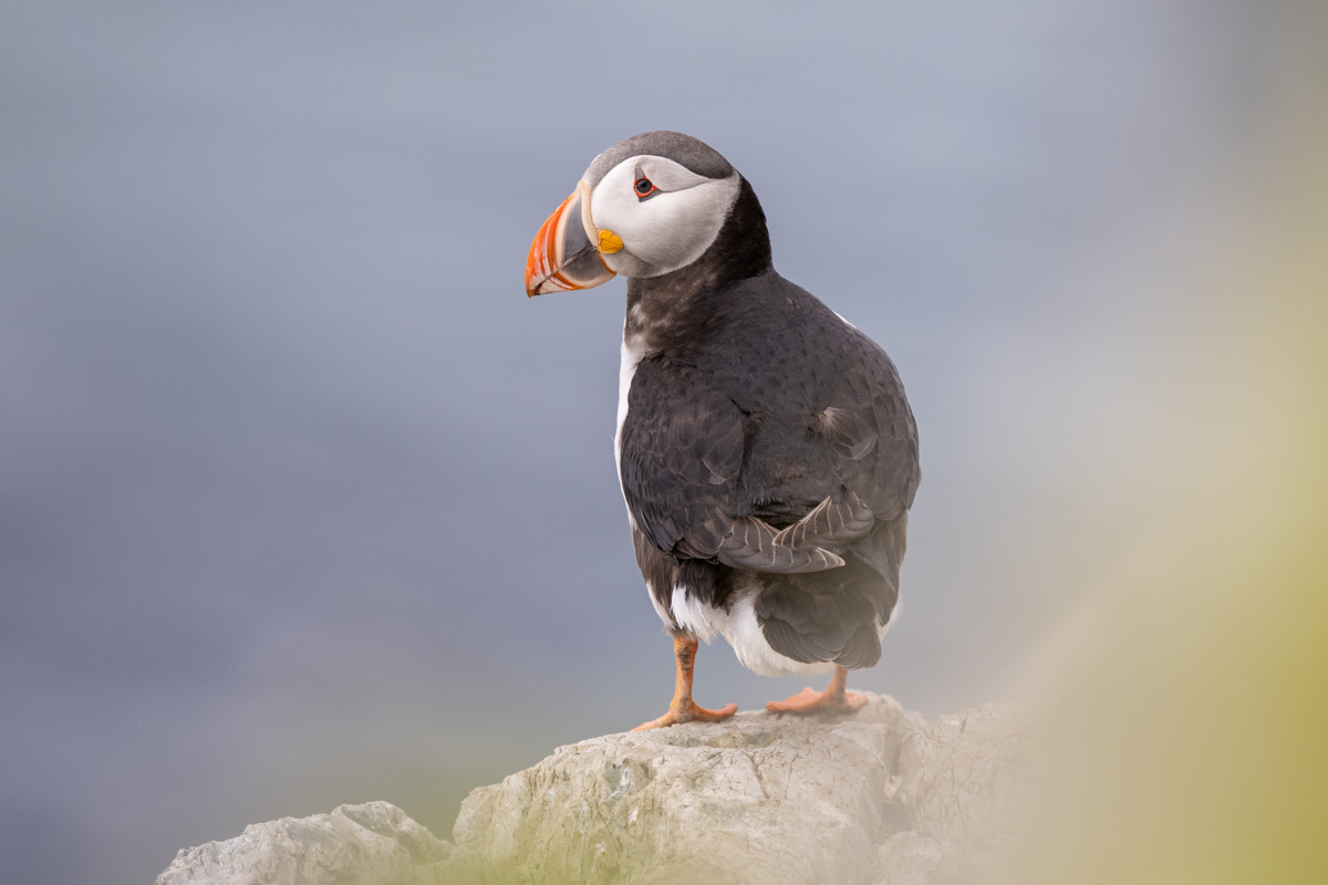 Atlantic Puffin
