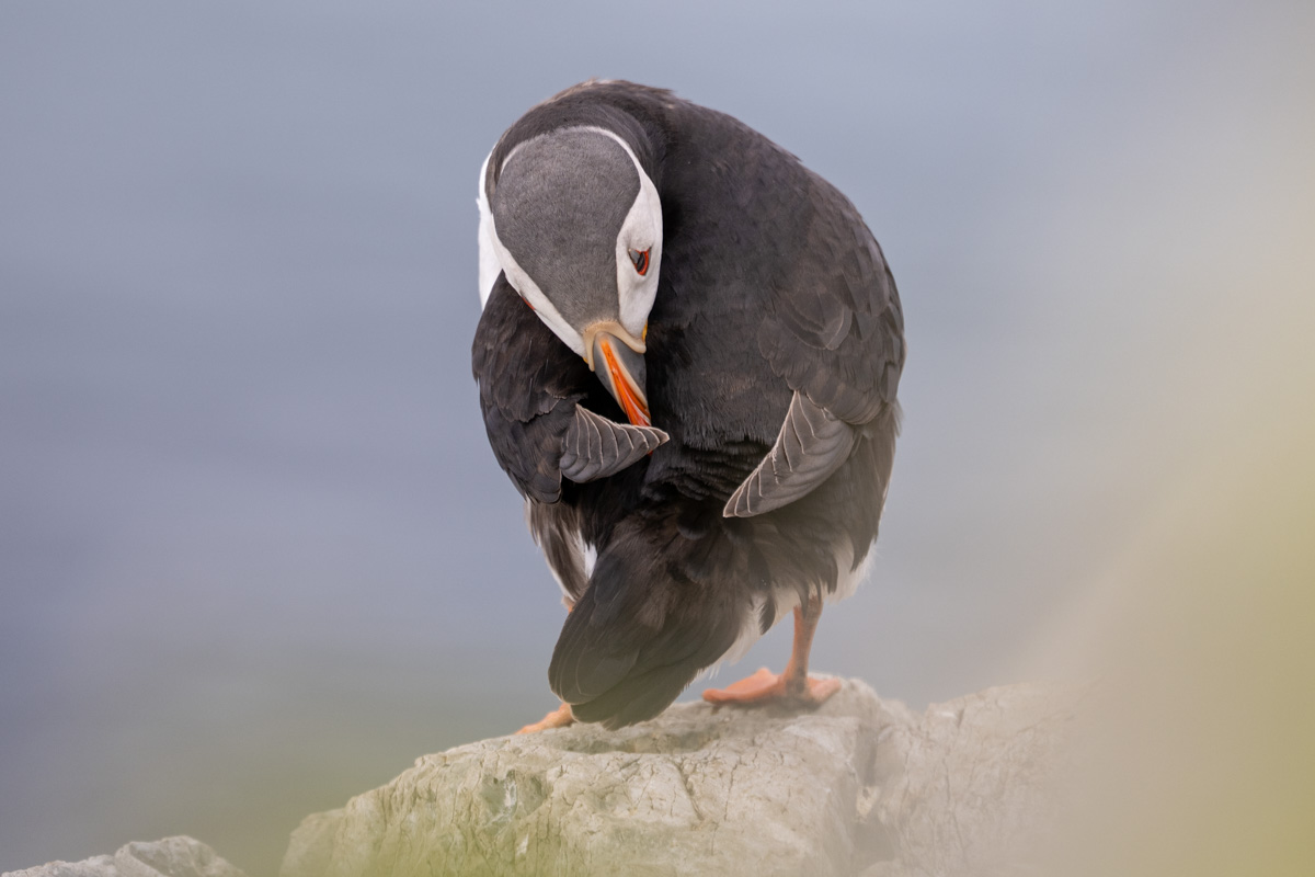 Atlantic Puffin