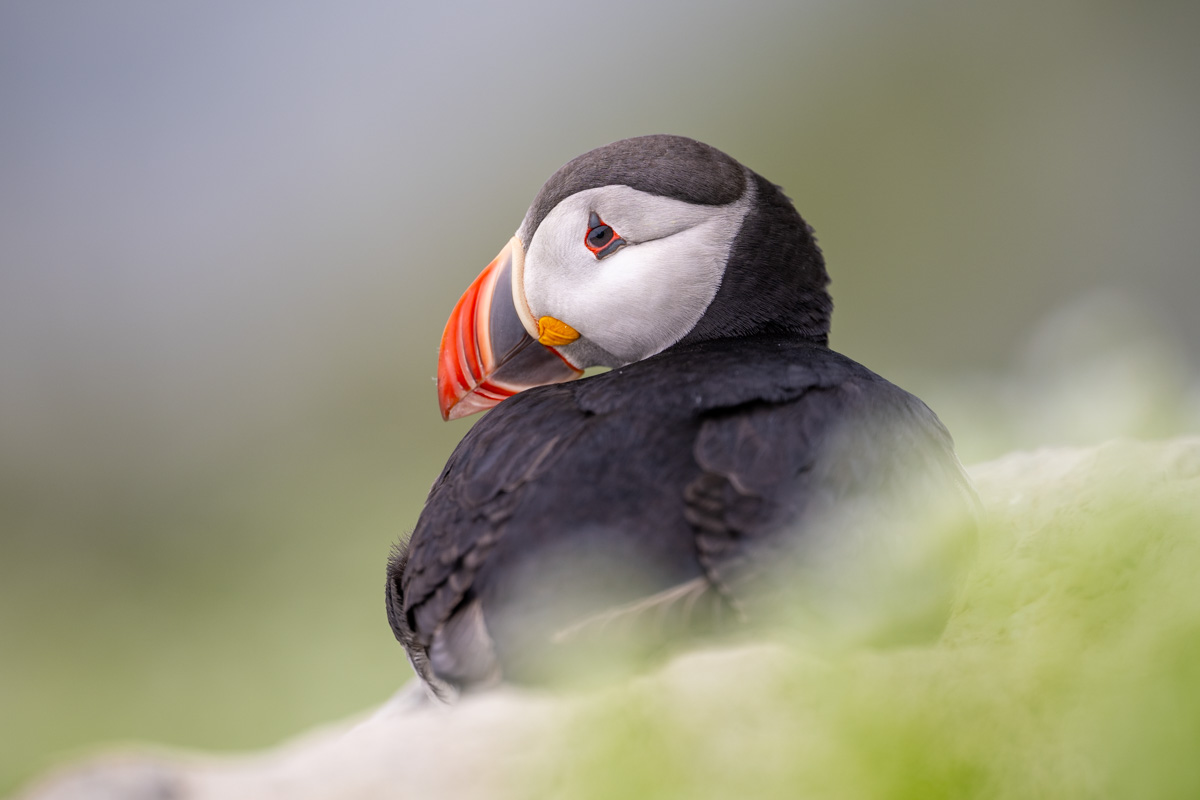 Atlantic Puffin