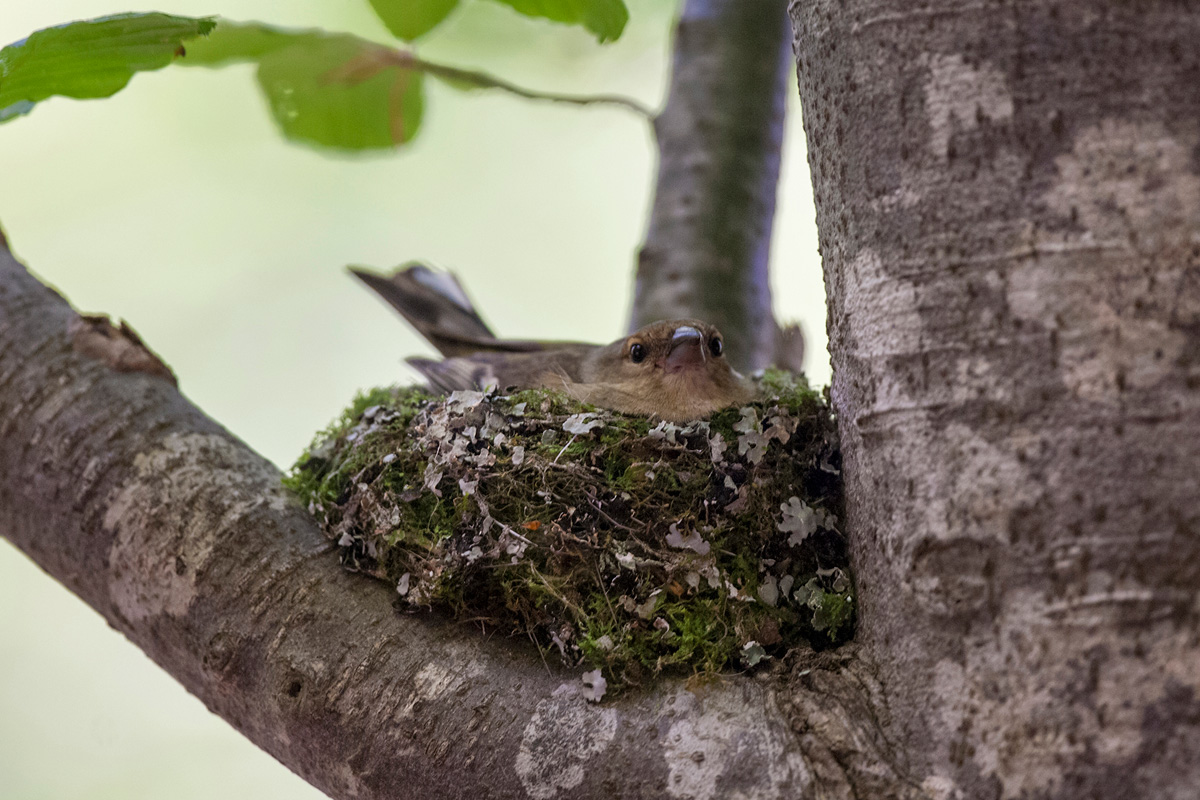 Common Chaffinch