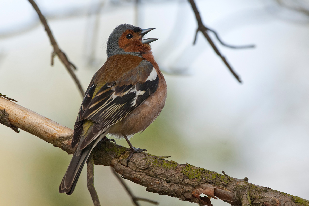 Common Chaffinch