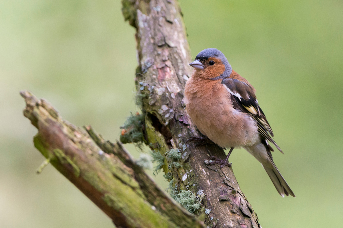 Common Chaffinch