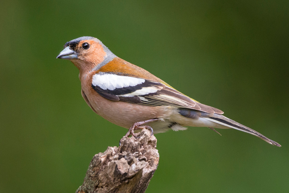 Common Chaffinch