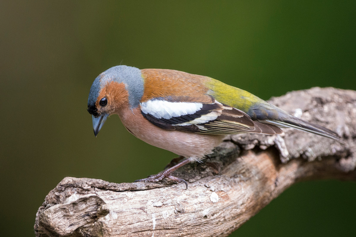 Common Chaffinch