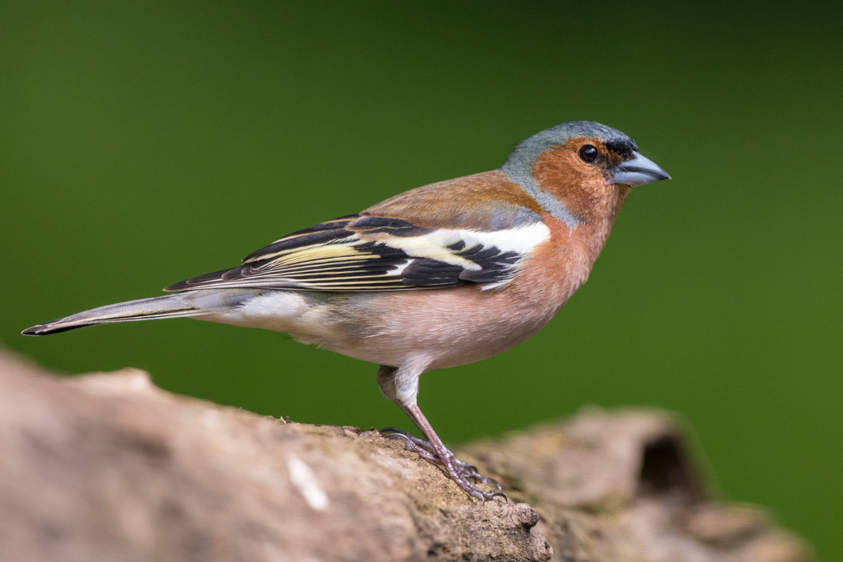 Common Chaffinch