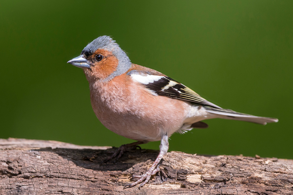 Common Chaffinch