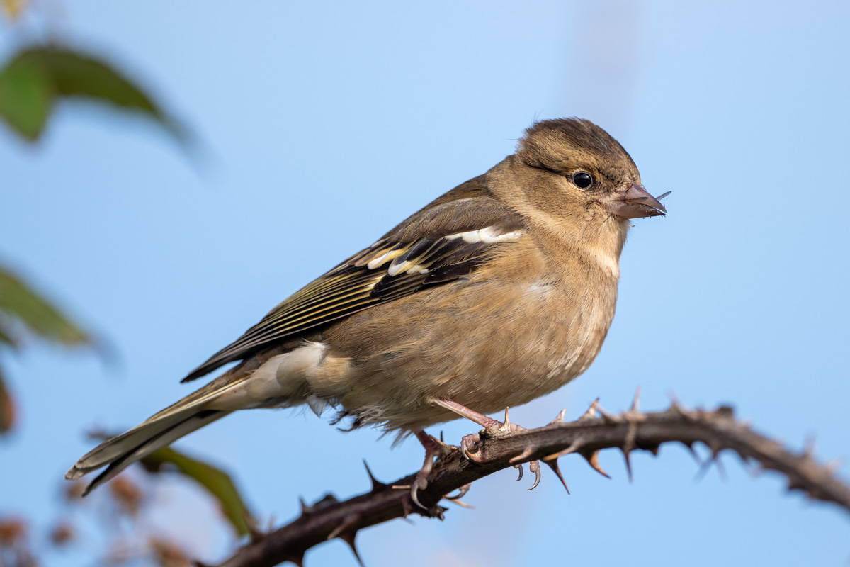 Common Chaffinch