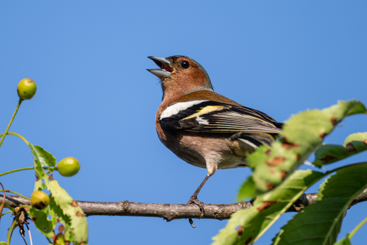 Eurasian Chaffinch