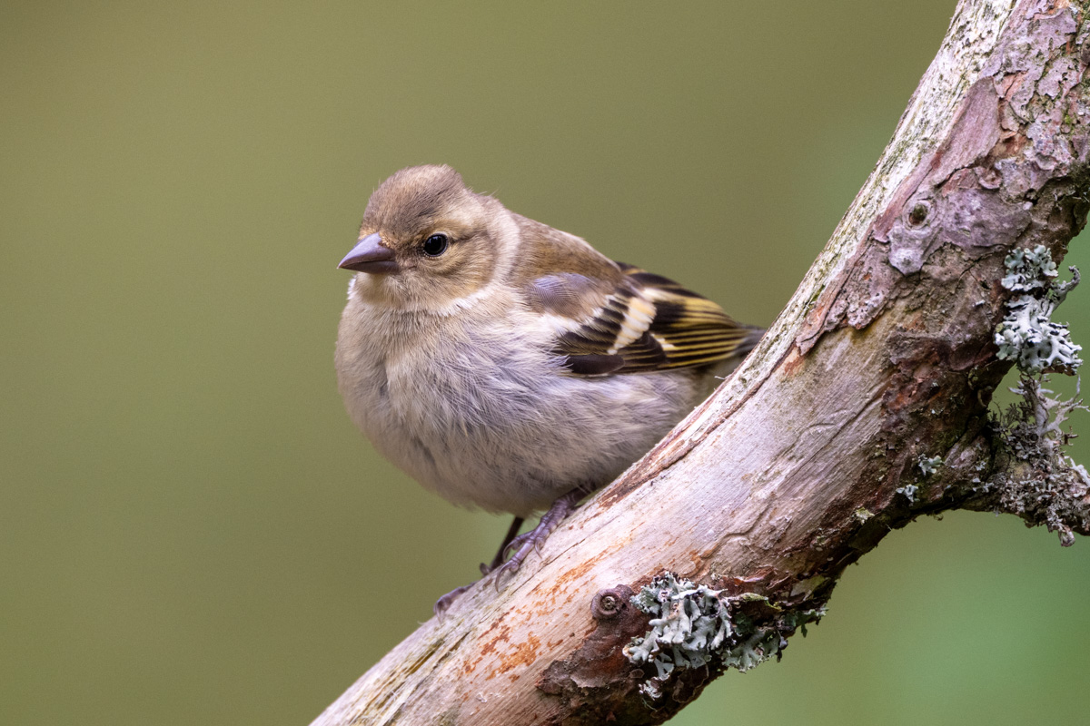 Eurasian Chaffinch