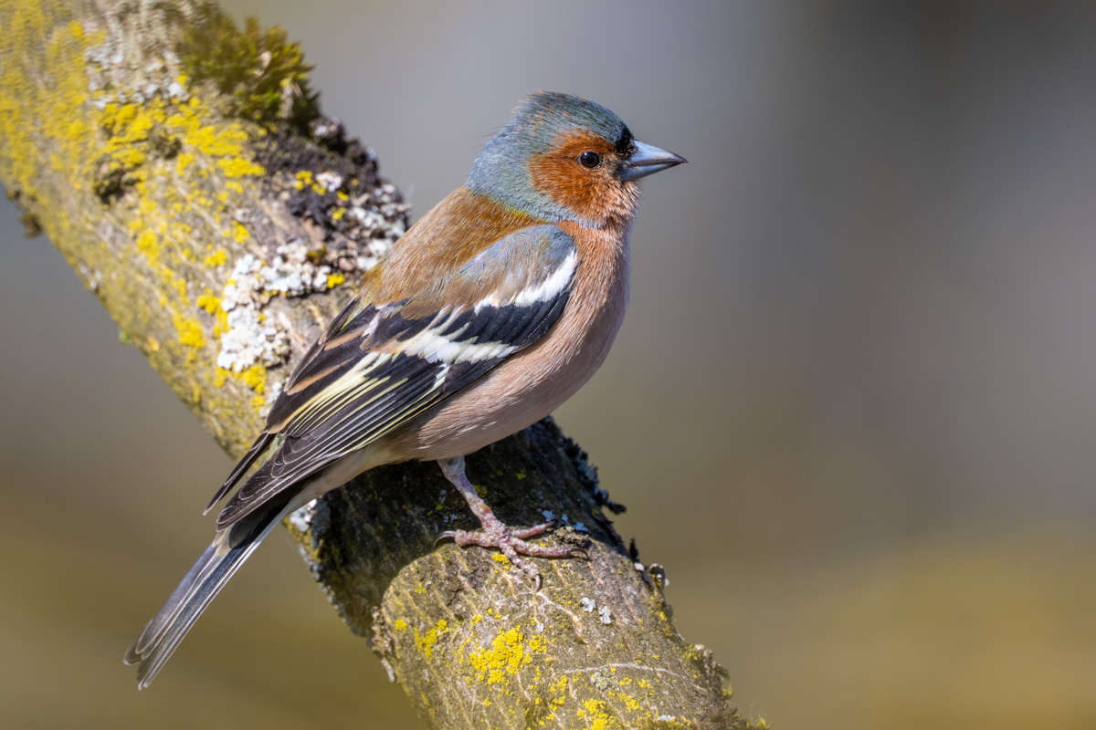 Eurasian Chaffinch Eurasian Chaffinch