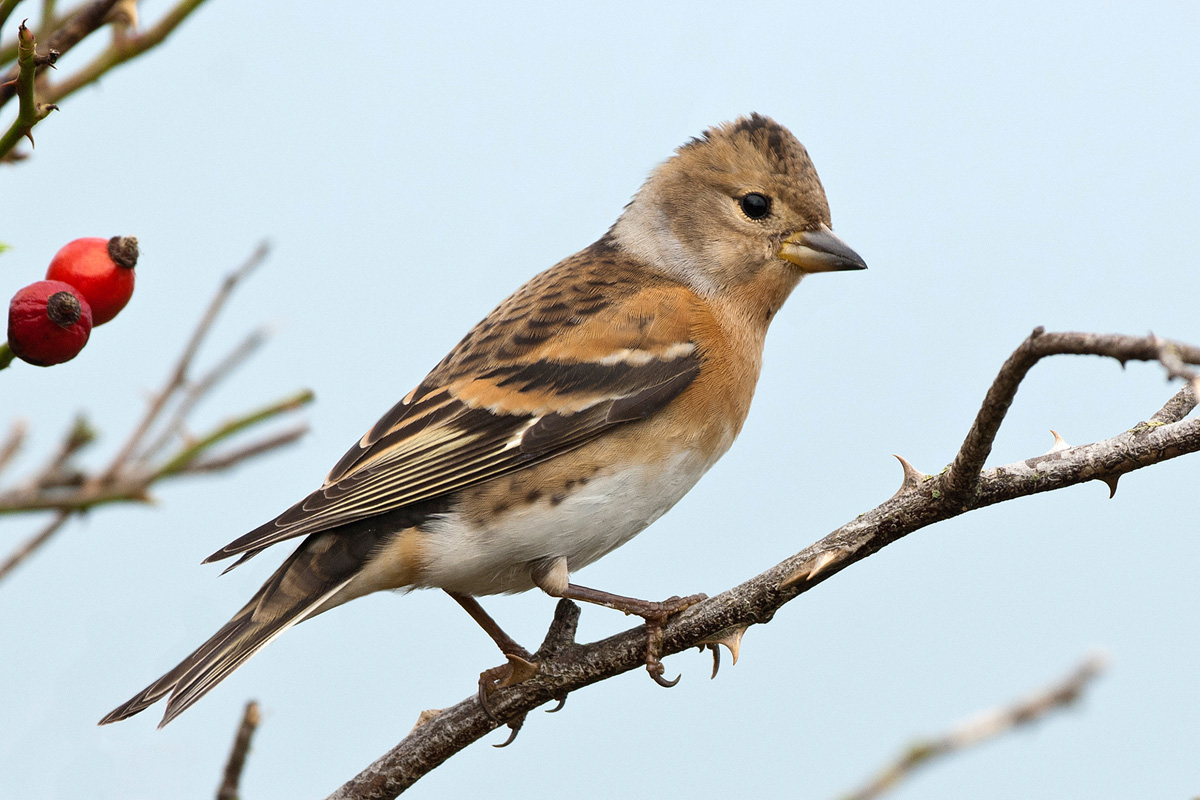 Brambling