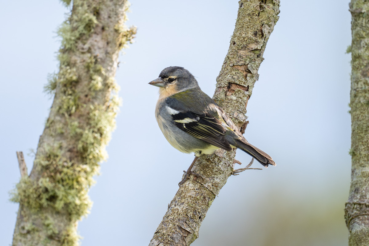 Azores Chaffinch