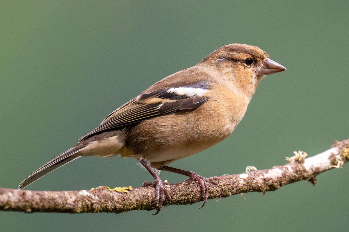 Azores Chaffinch
