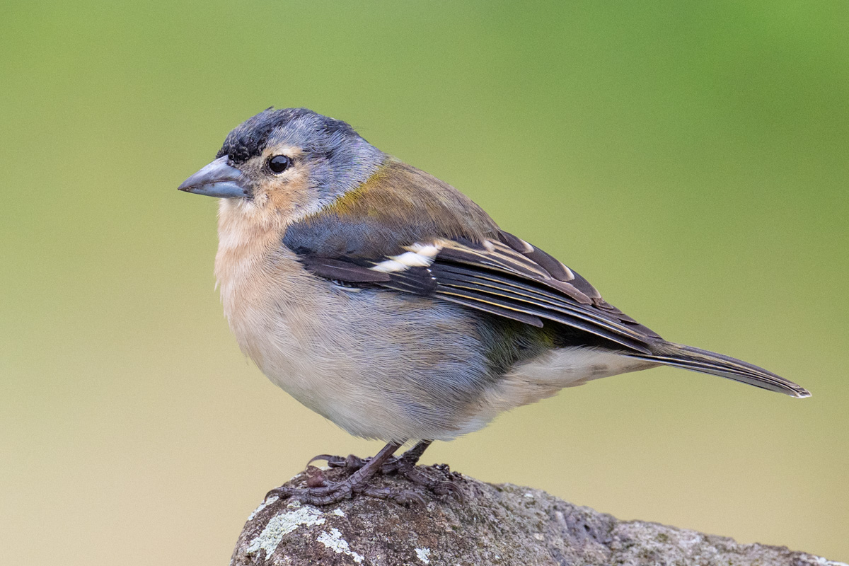 Azores Chaffinch