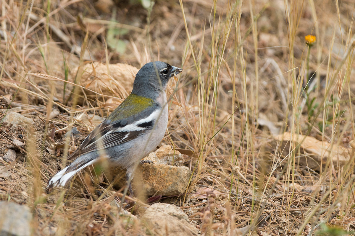 Common Chaffinch