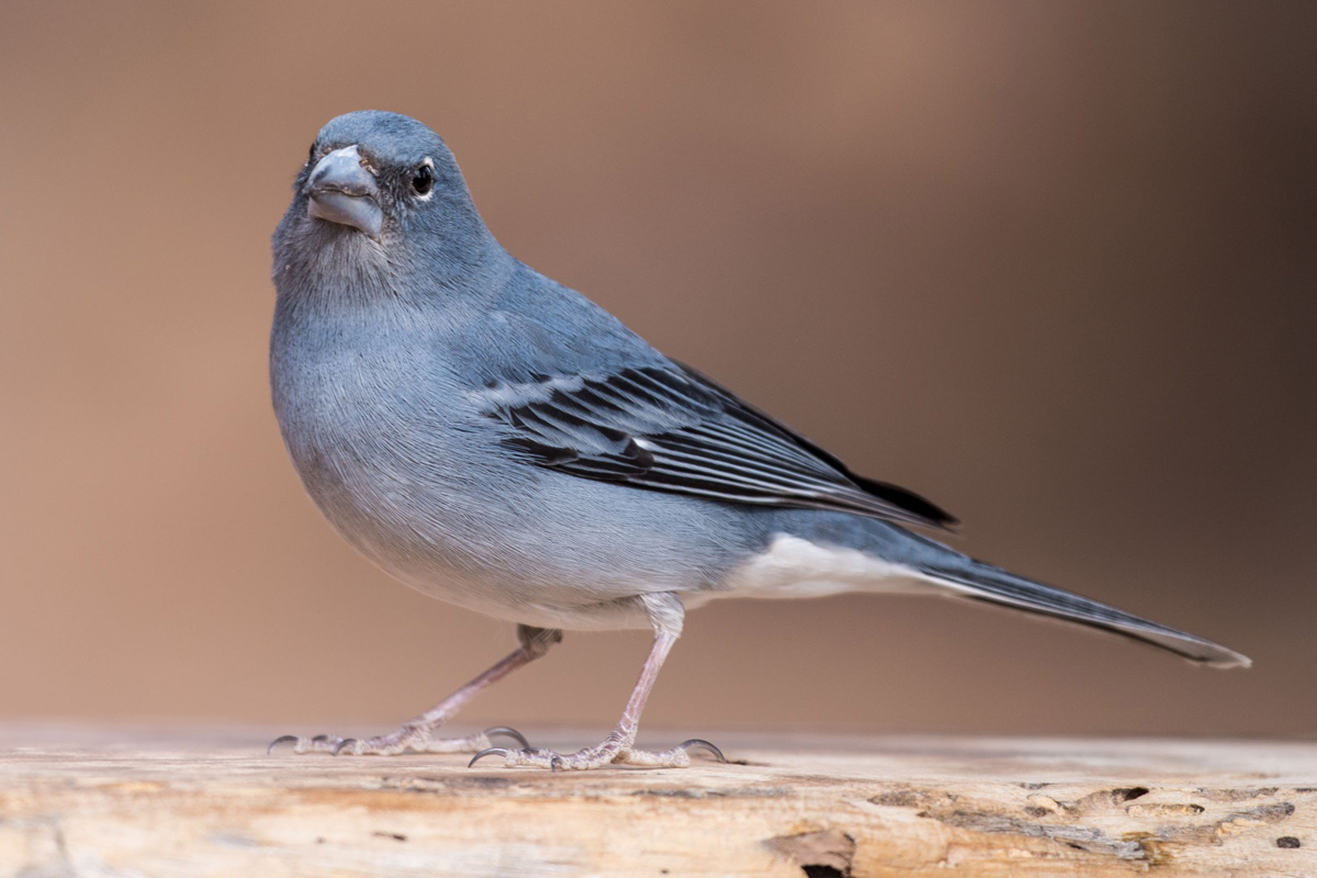 Blue Chaffinch