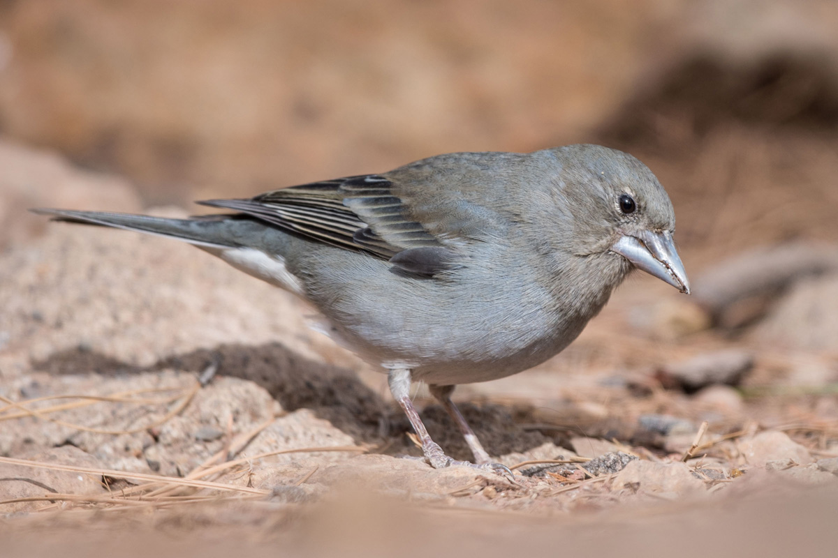 Blue Chaffinch
