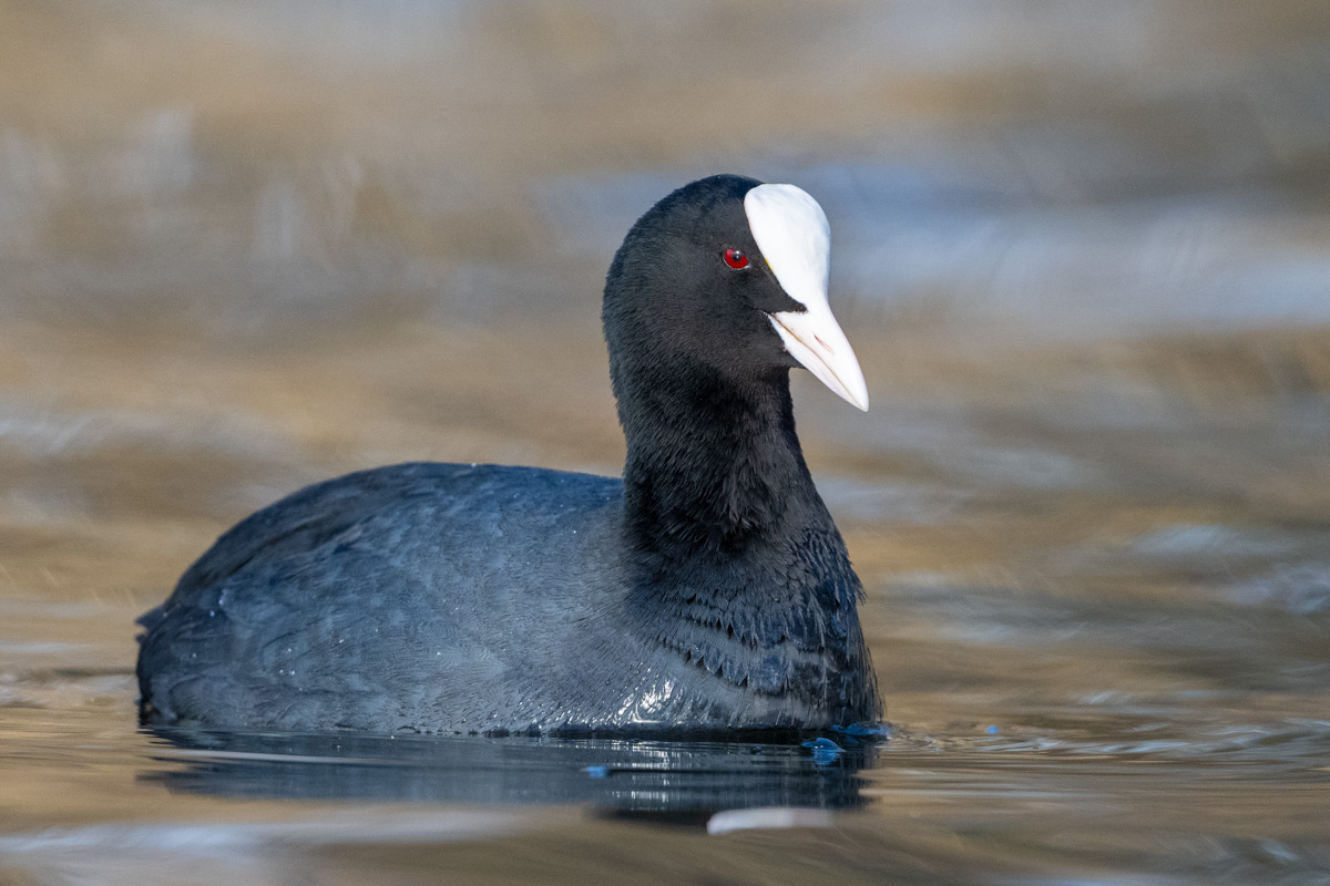 Eurasian Coot