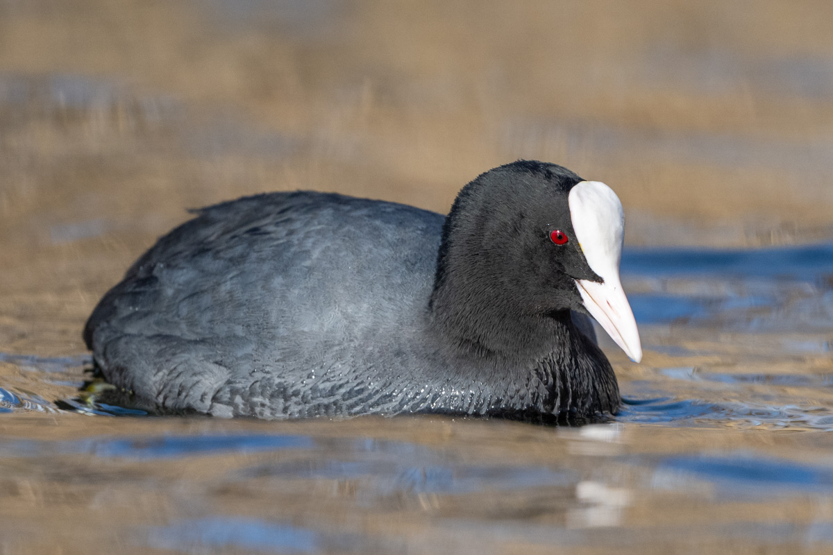 Eurasian Coot