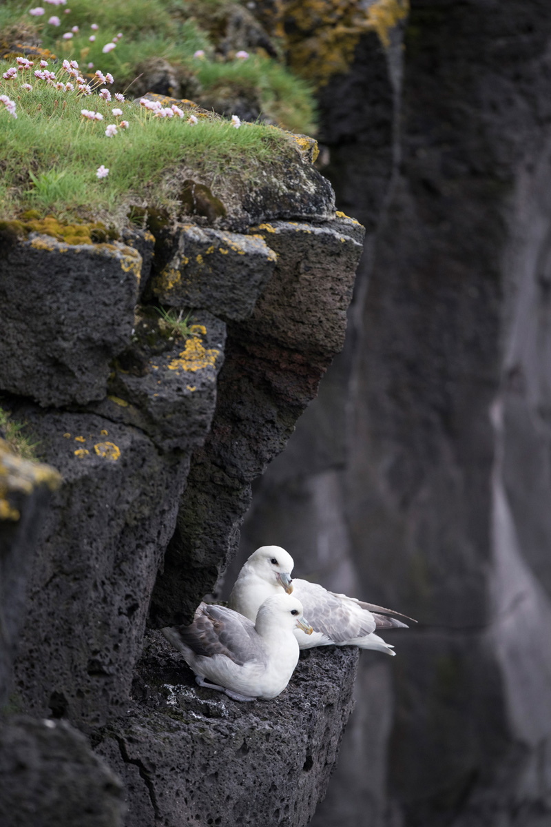 Northern Fulmar