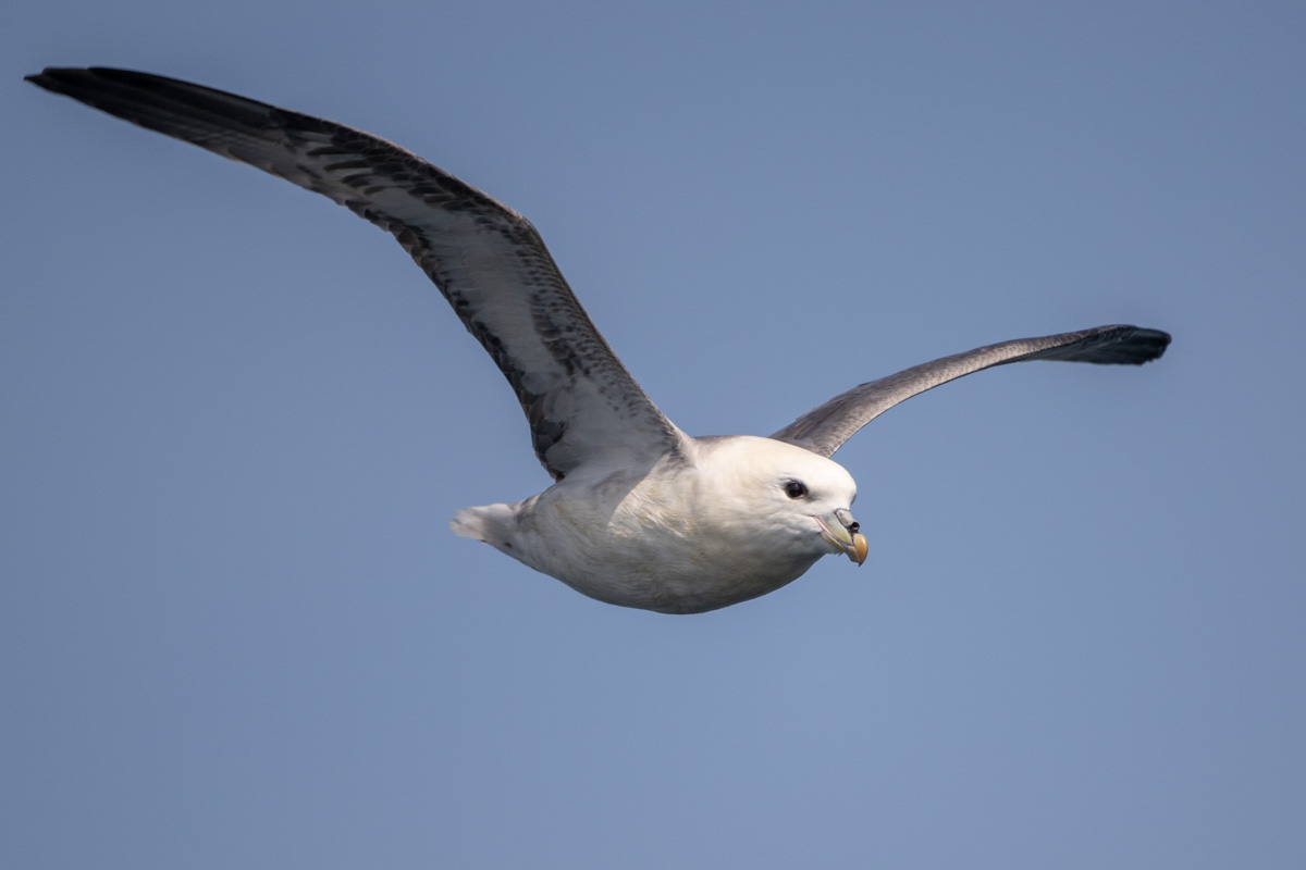 Northern Fulmar