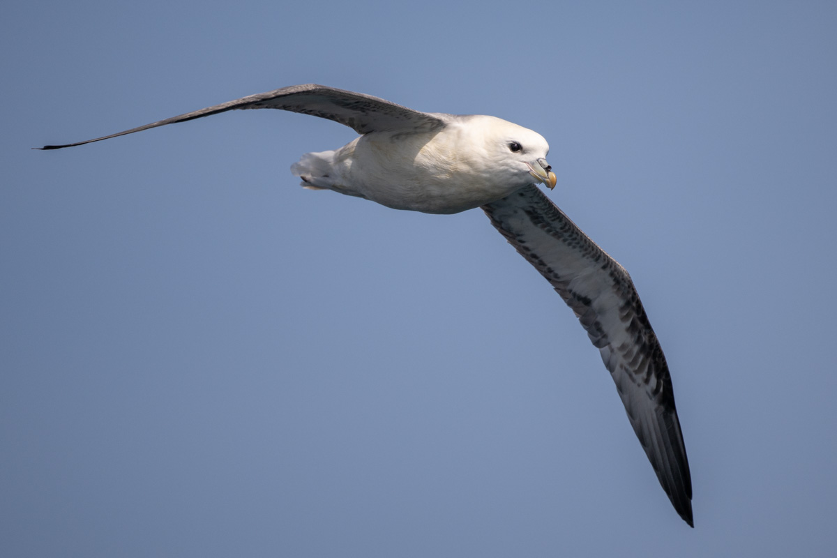 Northern Fulmar