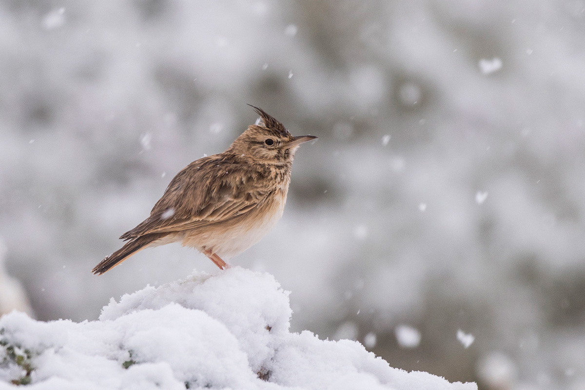 Crested Lark