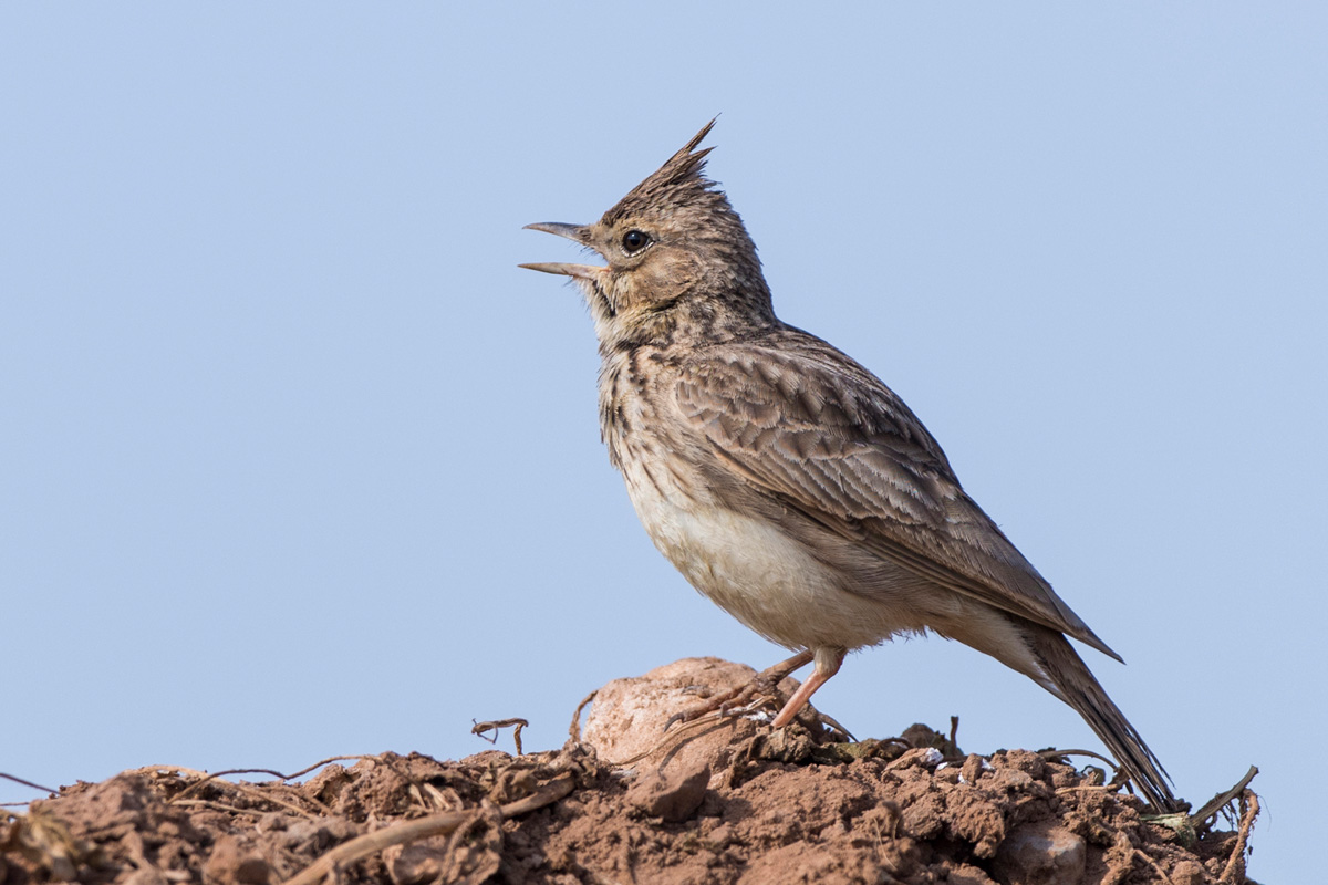 Thekla Lark