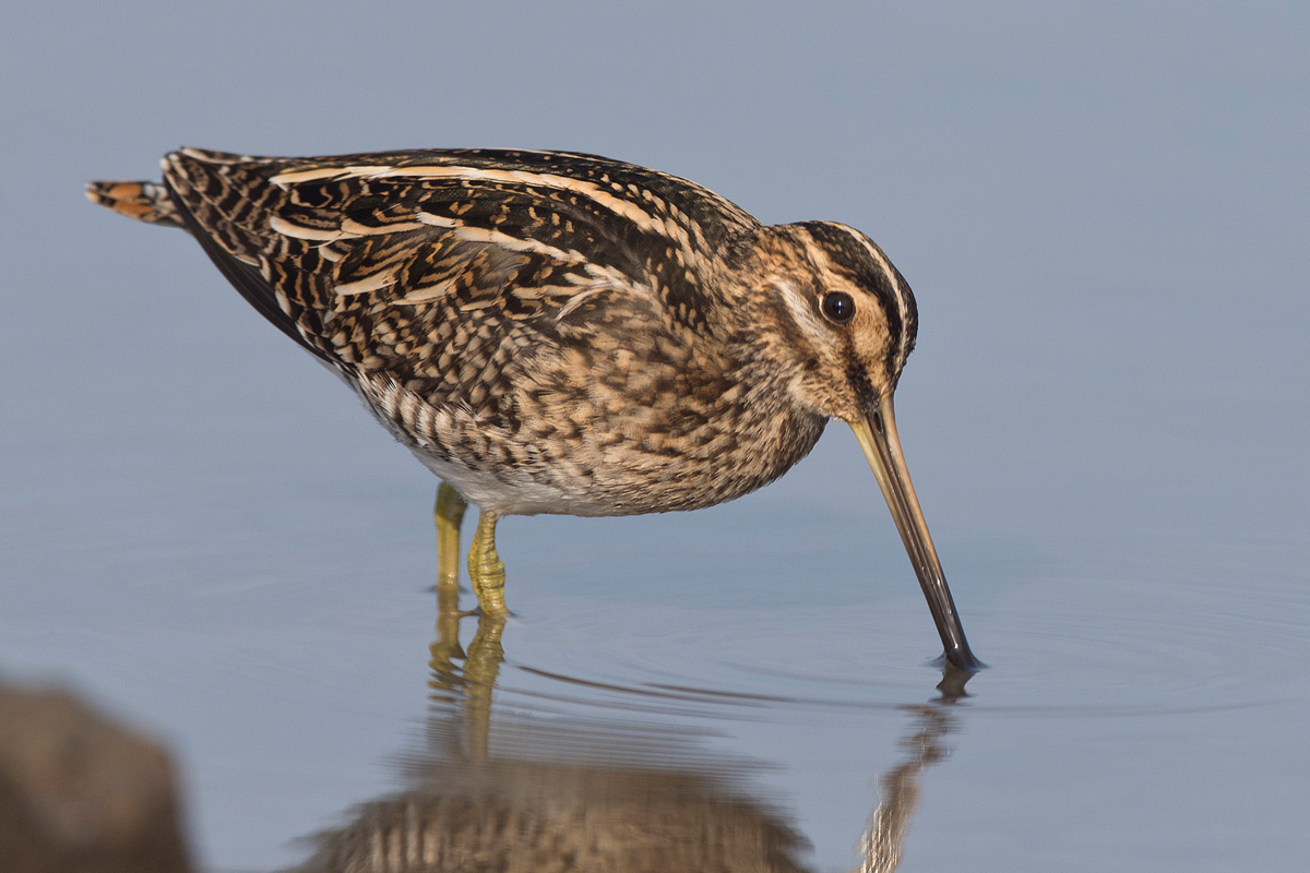 Common Snipe