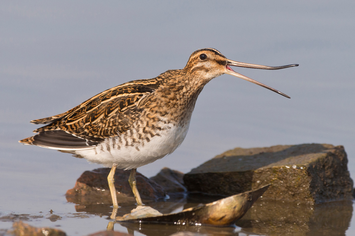 Common Snipe