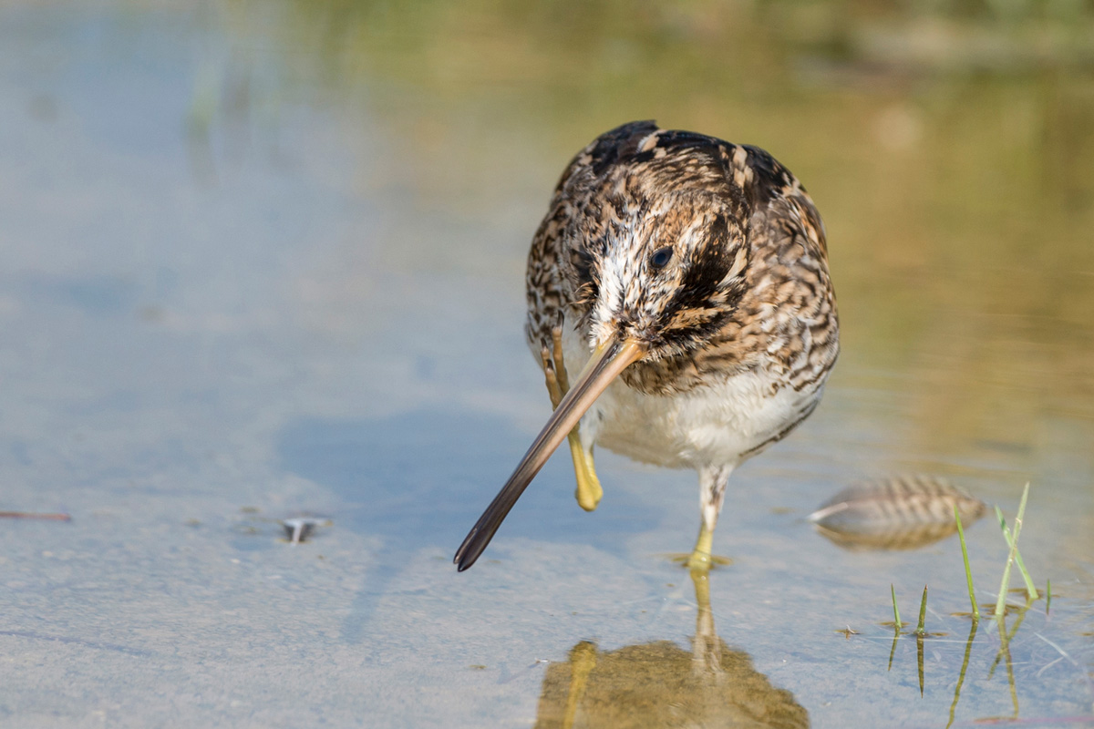 Common Snipe