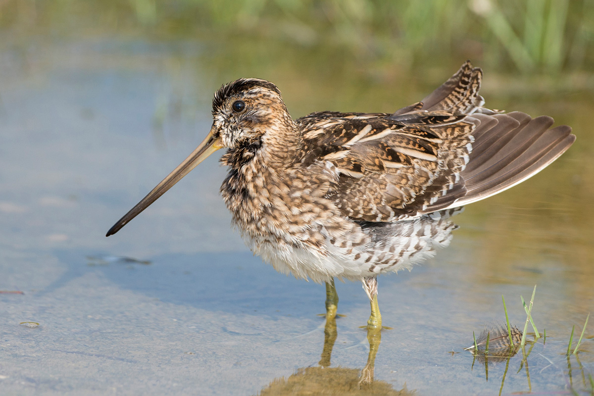 Common Snipe
