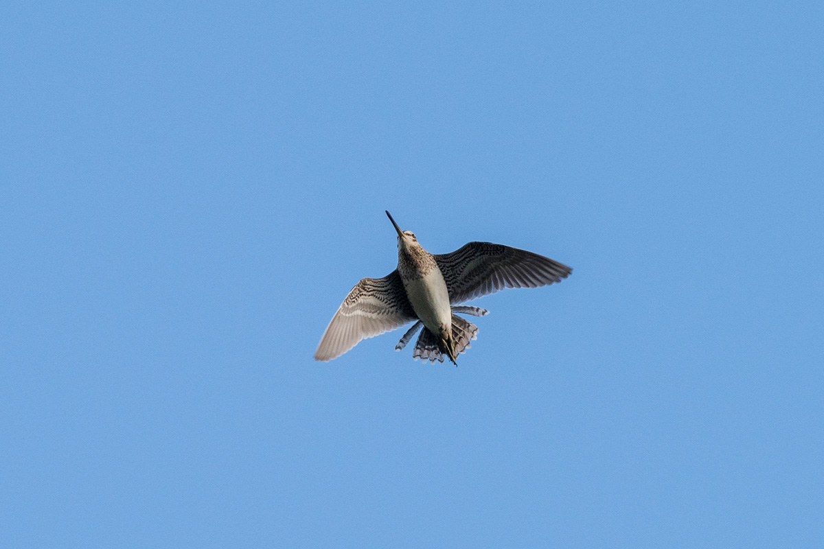 Common Snipe