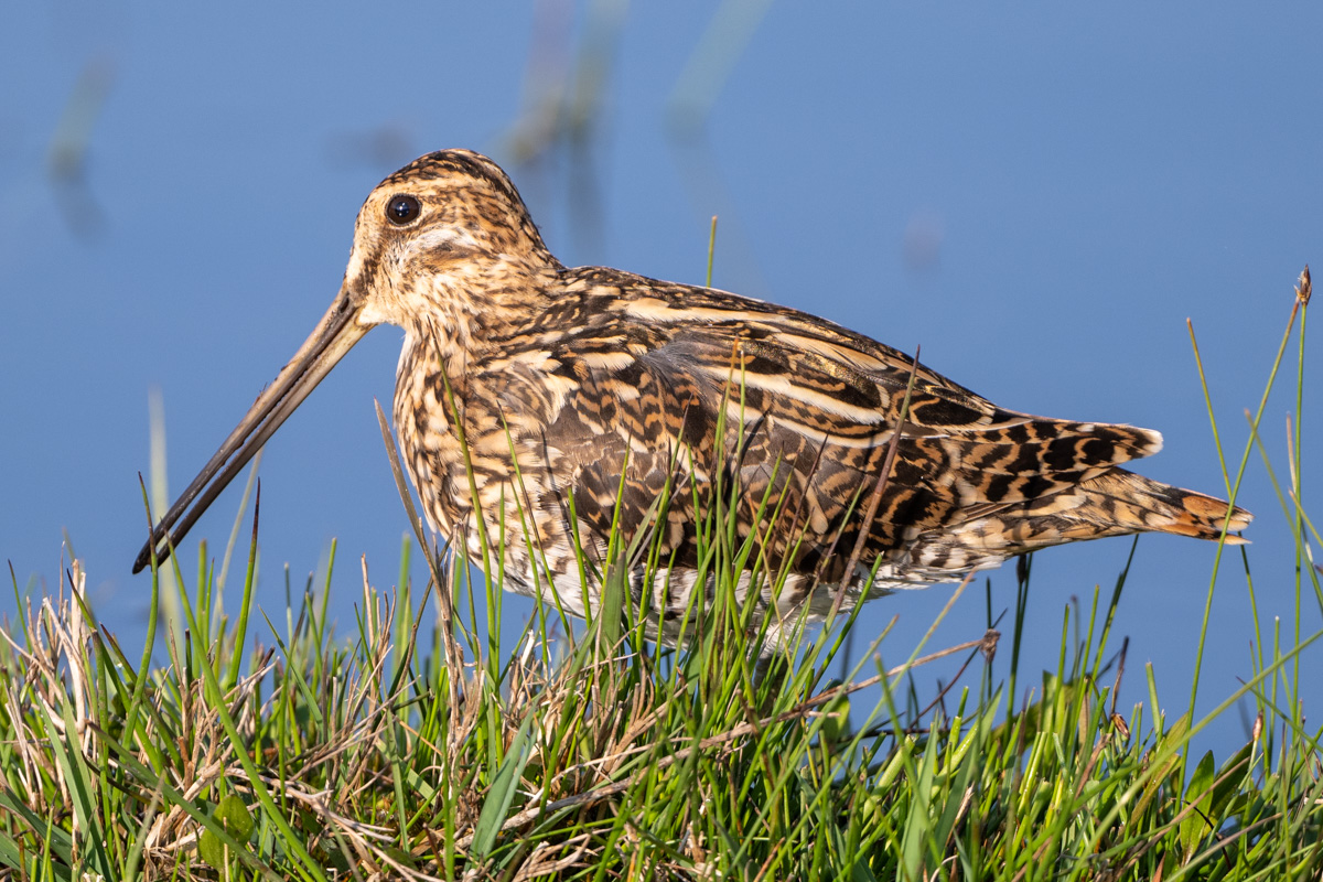 Common Snipe