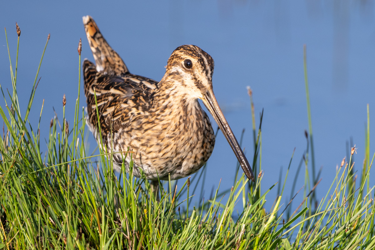 Common Snipe