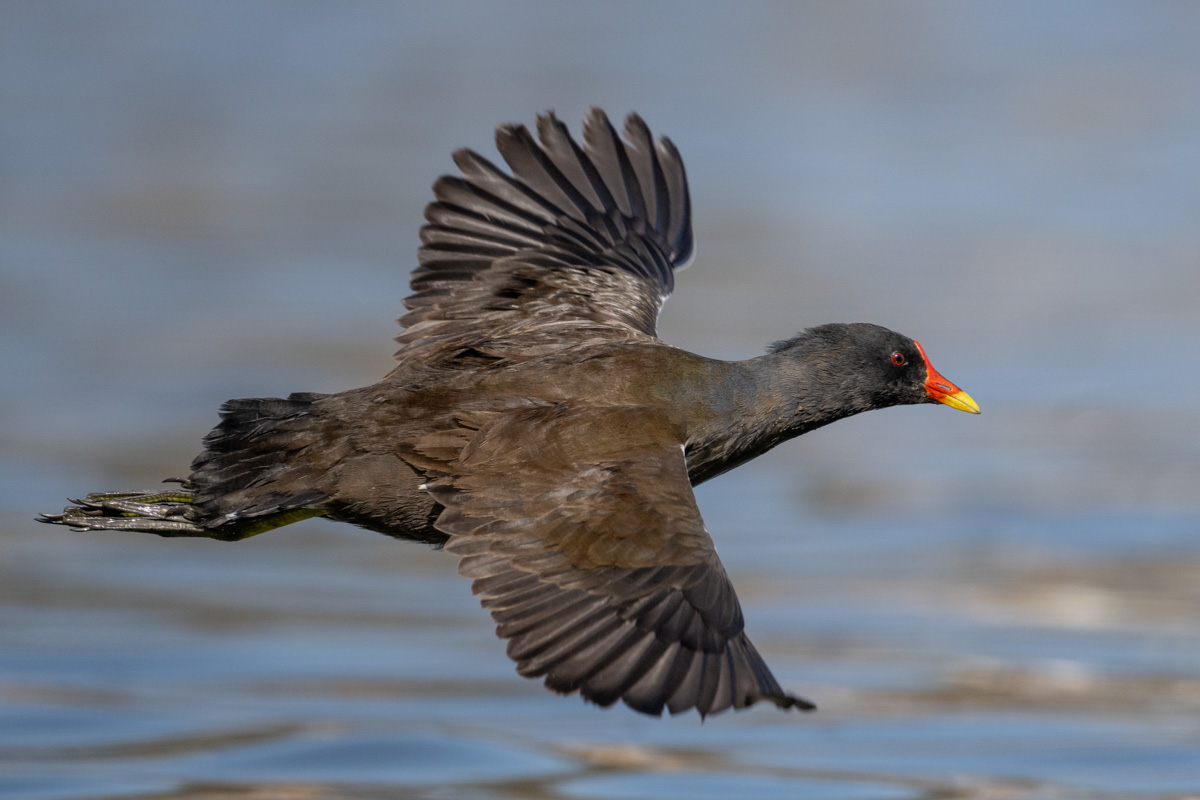 Teichhuhn