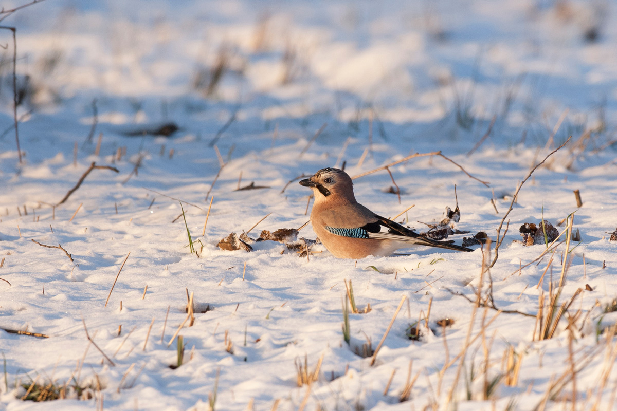 Eurasian Jay