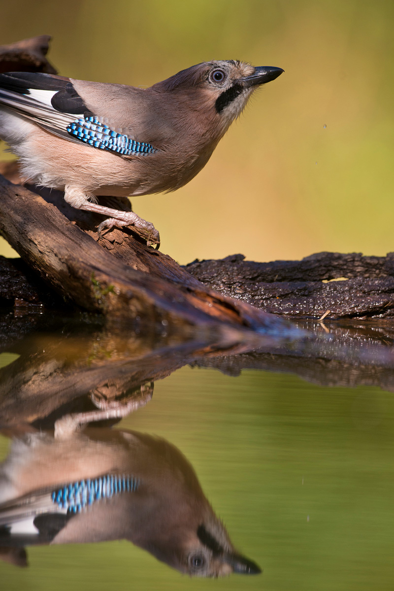 Eurasian Jay