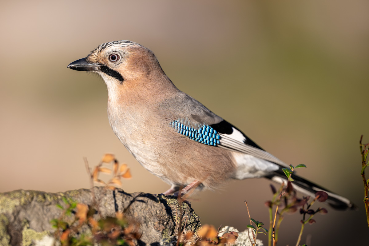 Eurasian Jay