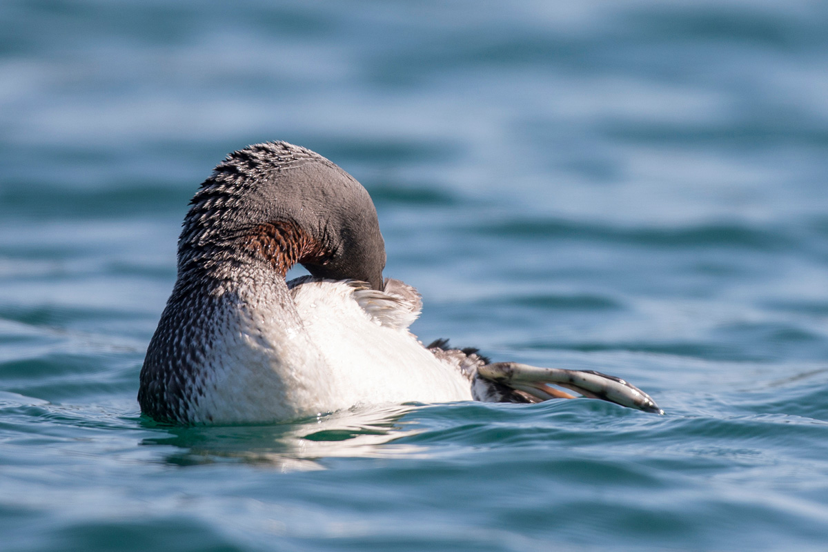 Red-throated Loon