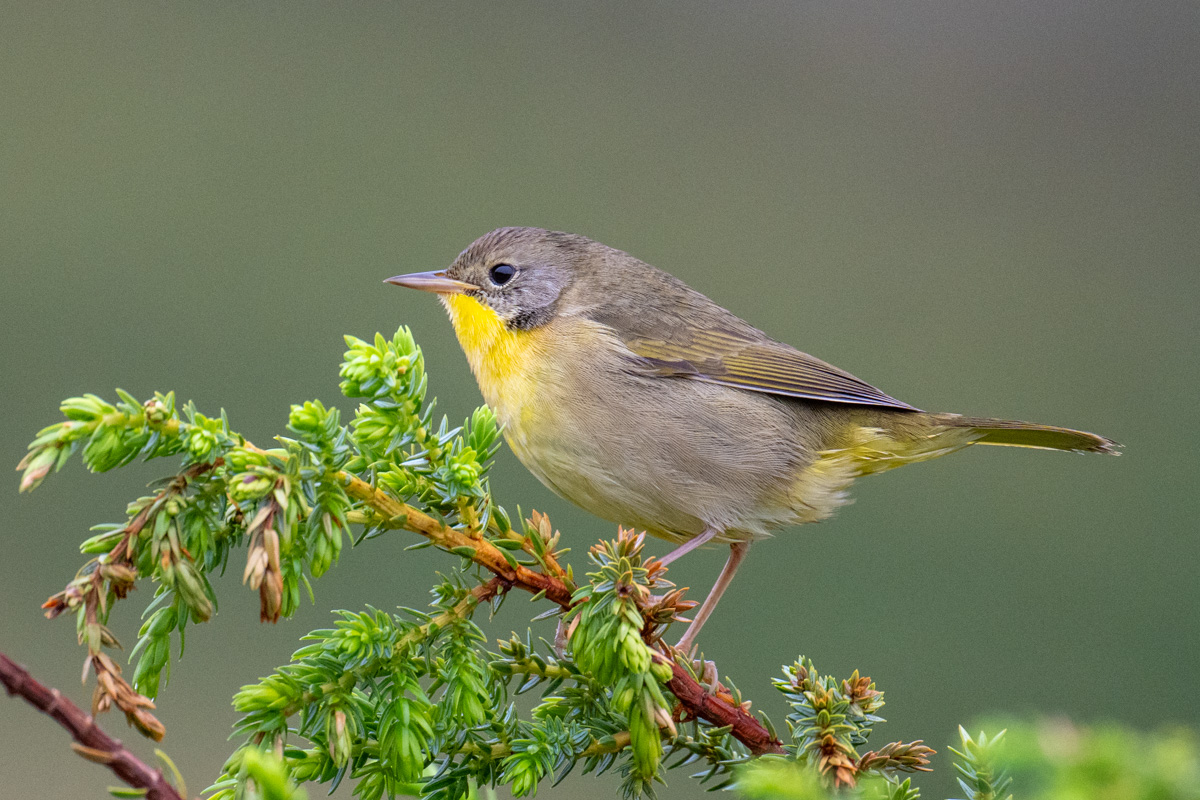 Common Yellowthroat