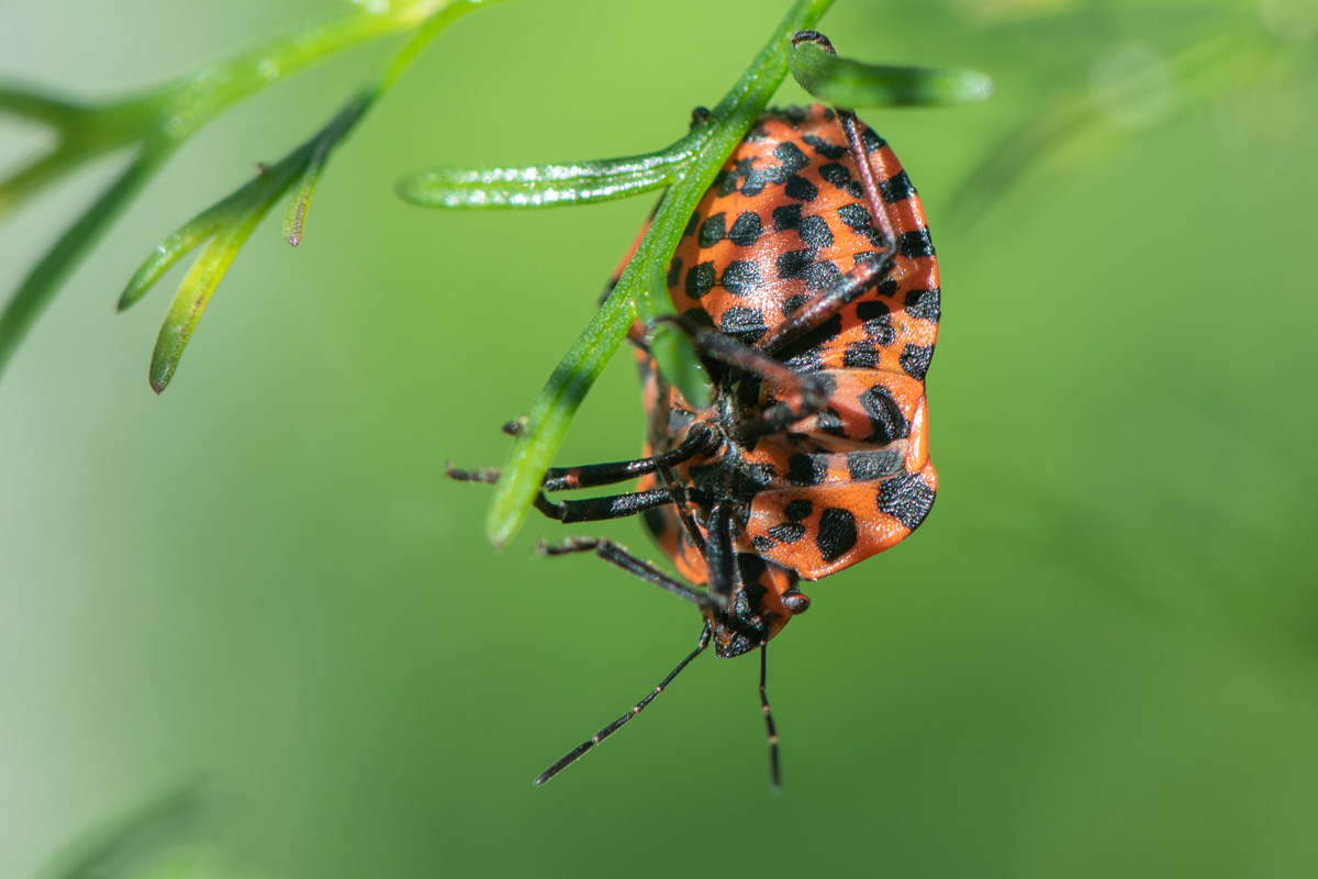 Striped Bug